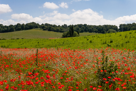 Poppies in disturbed land at Dropping Well Farm