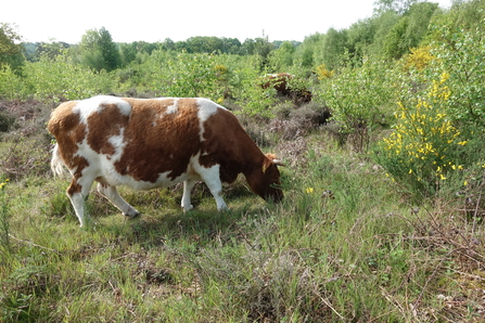 Brown and white cow grazing heathland vegetation by Wendy Carter