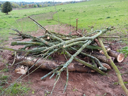 Collection of logs and tree branches, slightly sunken into the sandy ground