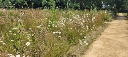 Meadow area at Eckington Community Fields, with a packed-earth path on the right