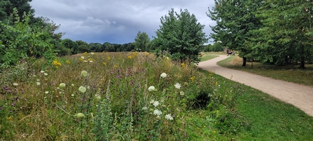 Meadow area at Perdiswell Park, with a path on the right.