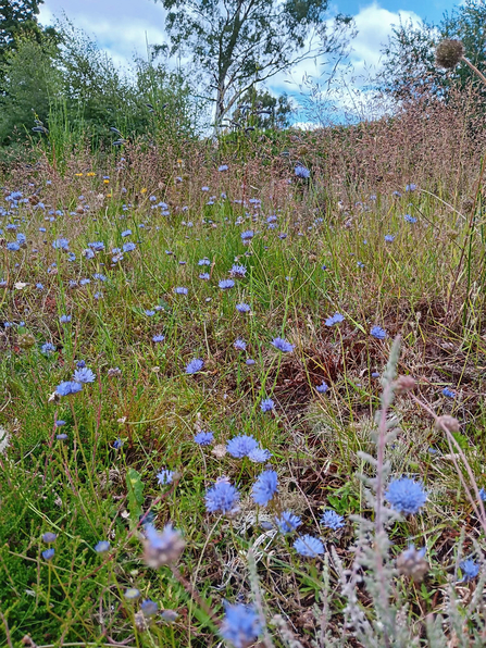 lots of lilac-coloured sheep's-bit plants growing on a heathland