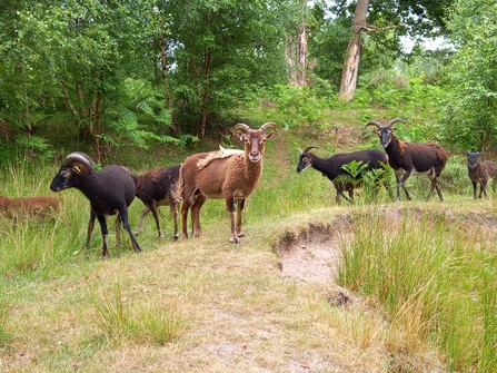 Soay sheep - horned sheep (shades of brown) standing on grazed sandy grassland with trees and bracken in the background