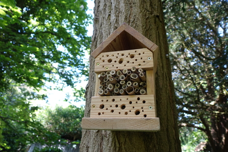 Bug hotel (holes drilled into blocks of wood sandwiching hollow bamboo sticks) attached to a tree