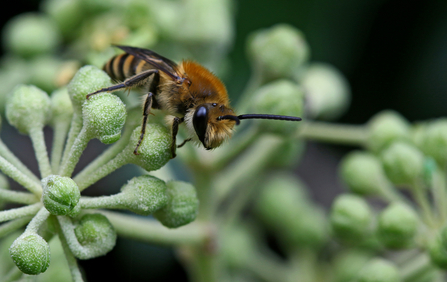 Ivy bee (ginger and black bee) sitting on an ivy bud