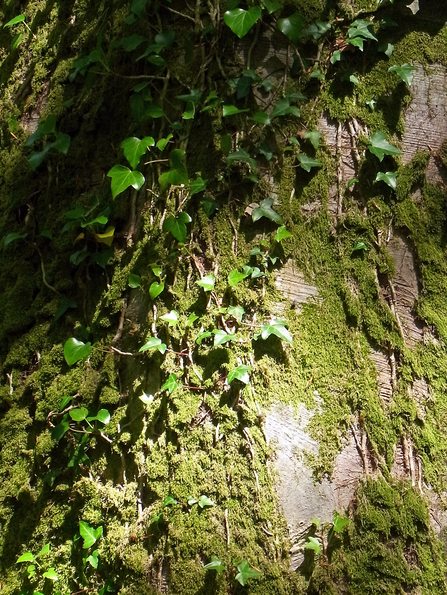 Ivy growing up a tree trunk. The trunk is also covered in moss and sunlight is shining on part of it and creating shadows elsewhere