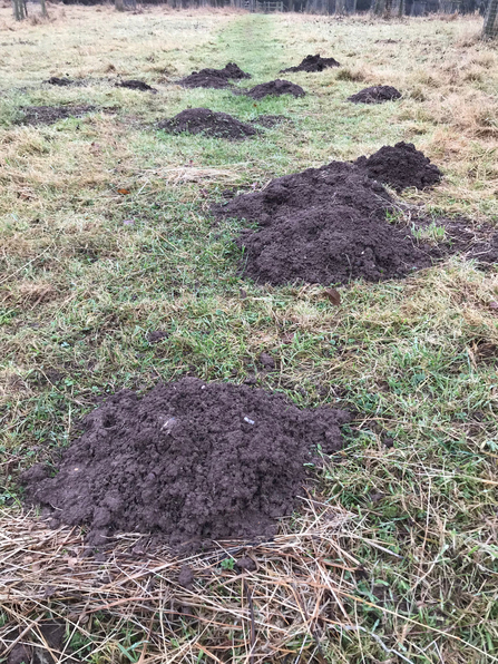 Molehills in a field