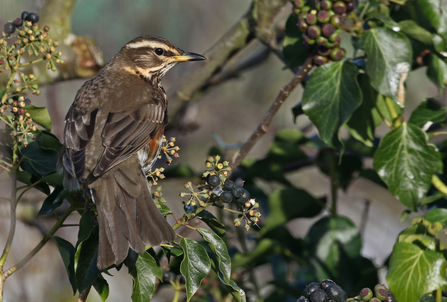 Redwing sitting amongst ivy berries