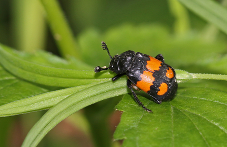 Common sexton beetle perched on a leaf