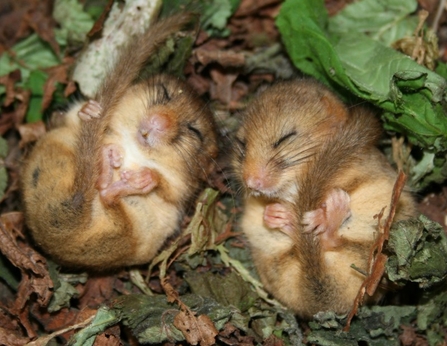 Two dormice curled up asleep, grasping their long tails over their bodies