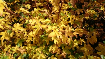 yellow leaves of a field maple in autumn