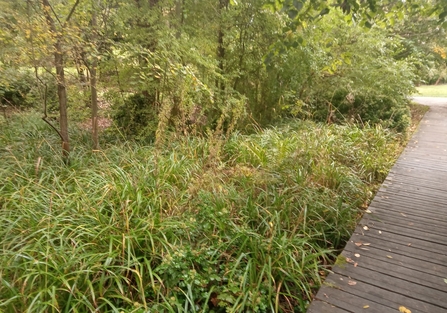 Wetland area at Droitwich Lido