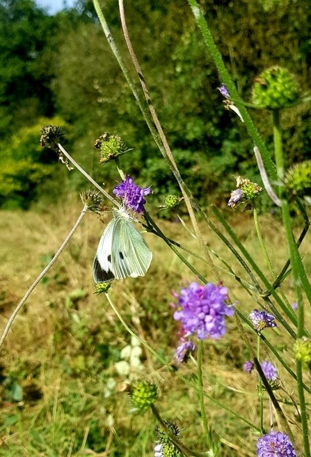 Large white butterfly on devil's-bit scabious 