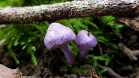 Lilac fibrecap under a tree branch