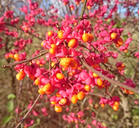 spindle berries - bright pink with an orange centre