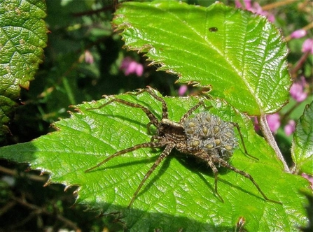 Female wolf spider perched on a leaf