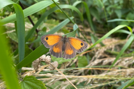 A gatekeeper butterfly perched on a blade of grass