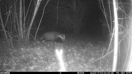 Badger on trail camera at Dropping Well Farm