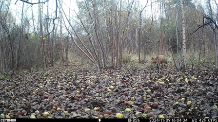 Fox on trail cam at Dropping Well Farm