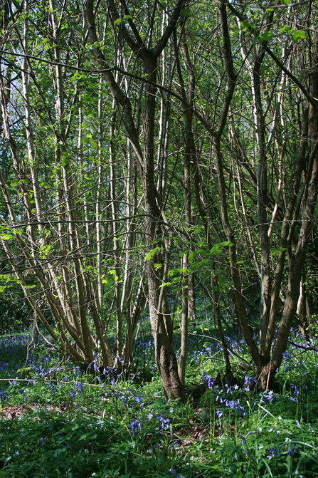 Coppice stools with bluebells growing around them