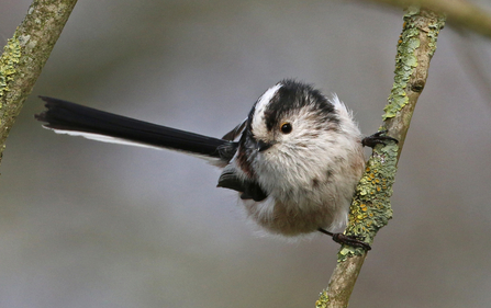 Long-tailed tit on a twig facing the photographer - the bird has a grey-white stripe down its head, flanked by black stripes. It has a long black tail, edged with white, and a grey-white breast with a subtle hint of pink