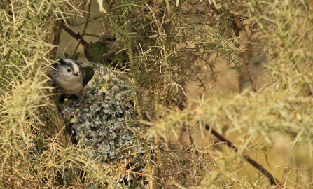 long-tailed tit leaving a nest - the nest is a moss/lichen ball with a small hole at the top, which the bird is perched on the edge of. The nest is tucked into a gorse bush.