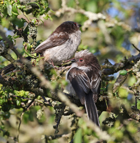 Two juvenile long-tailed tits sitting in a tree - the birds have brown wings, grey-white breasts and chocolate-coloured heads with a pink eye-ring