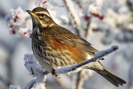 Redwing sitting on a snowy twig with snow-covered red berries behind it. The bird has brown wings and head with a creamy-white eye-stripe, a speckled white breast with a large red patch where the wing meets the body