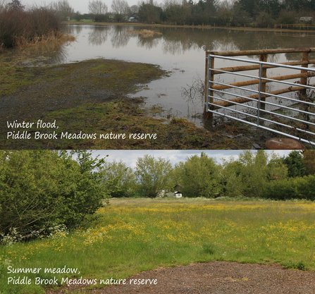 Two photos - top one shows a flooded field in winter with the corner of a gateway included; second one is the same field in summer with green trees and a flush of yellow buttercups throughout