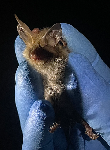 Bechstein's bat at Monkwood