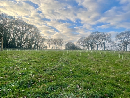 Newly planting saplings on Bullocks Ground, Green Farm