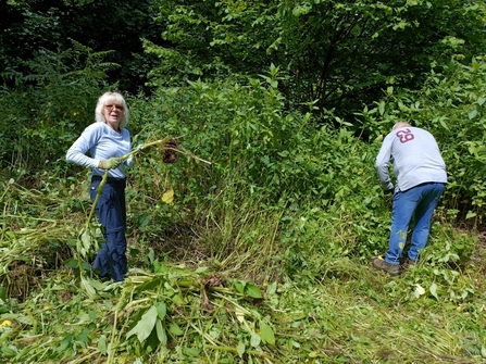 2 people pulling up Himalayan balsam - one is looking at the camera. It's a sunny day and they're surrounded by green vegetation.