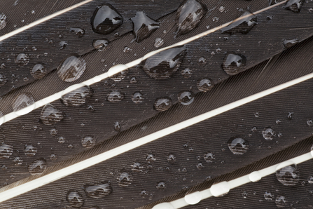 Close up detail of feathers, just about showing how the individual barbules hook together. Water is beaded on the feathers, demonstrating their waterproofness