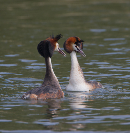 A pair of great crested grebes displaying to each other - orange-red crests are flared and the birds are nodding their heads to each other