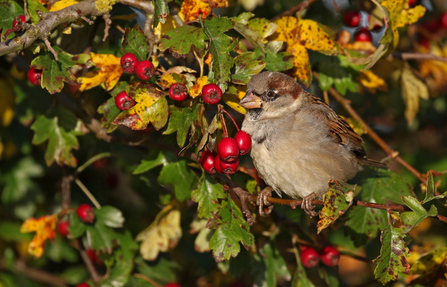 House sparrow sitting next to red hawthorn berries