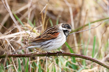 Reed bunting sitting on a bramble stem - reed bunting has a black head with a white 'moustache', a pale breast with darker streaking close to the wings and brown/black/cream wings