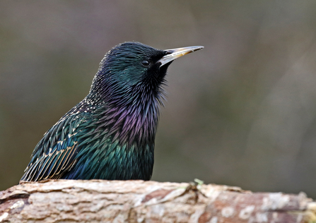 Photo of a starling with the iridescent feathers showing greens and purples