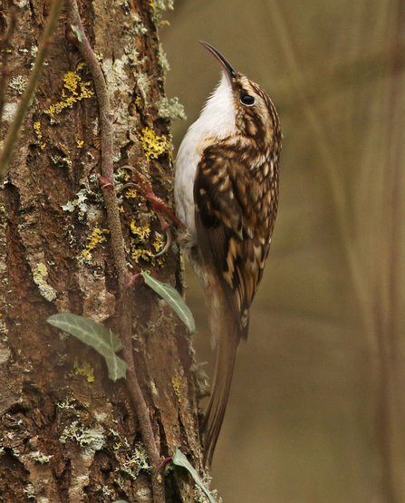 Treecreeper clinging onto a tree trunk. The bird has a mottled brown back and white chest/chin. It has a stiff, which it's using to balance against the trunk.