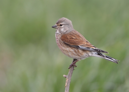 Linnet sitting on a twig with a green background. The bird has a greyish head, rich brown wings and a streaked rosy beige breast