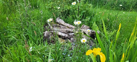 Log pile amongst green vegetation of a damp, boggy garden area