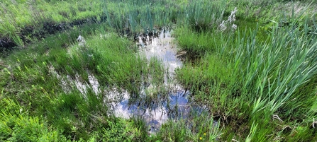 Shallow pond with vegetation growing through the water 