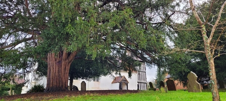 St Nicholas' Church obscured by a yew tree and the surrounding churchyard