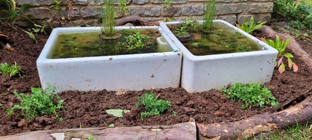 Mini ponds installed at St. Nicholas' Church