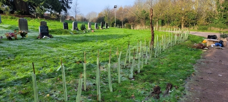 Newly planted hedgerow at St. Nicholas' Church.