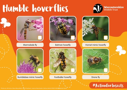 Humble hoverflies spotter sheet