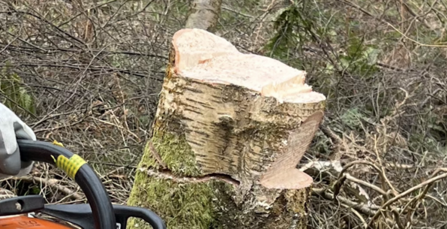 Standard cut in tree felling