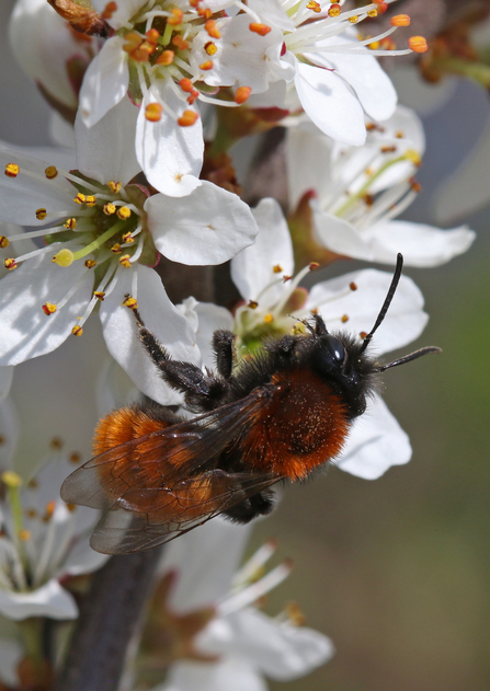 Tawny mining bee (small bee with fox-red hairs on body with black face and legs) on white spring blossom