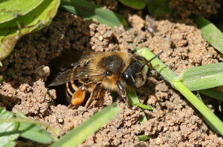 Yellow-legged mining bee emerging from a hole in soil