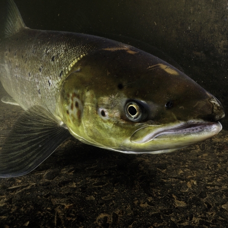 The salmon run | Worcestershire Wildlife Trust