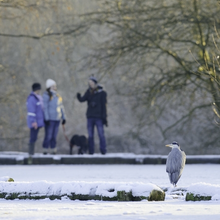 Grey heron is standing in the foreground of the photo with its back to the photographer. In the background are three people talking and one is holding the lead of a black dog. It is winter, snow is on the ground.